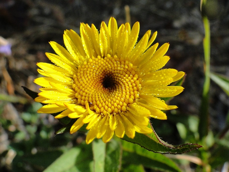 Pentanema hirtum (=Inula hirta) / Enula scabra